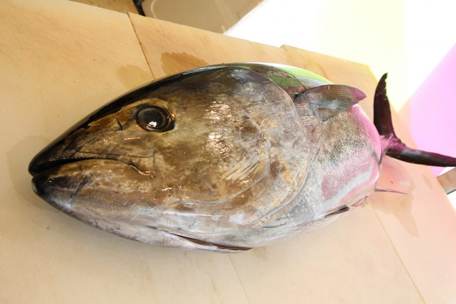 大阪府パチンコ店にて 国産生本マグロ解体ショー【本マグロ45キロ級】