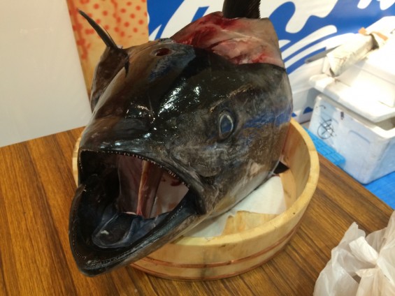 香川県パチンコ店 国産生本マグロ40kg級解体ショー